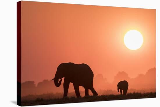 African elephants (Loxodonta africana) at sunset, Chobe National Park, Botswana-Ann and Steve Toon-Stretched Canvas