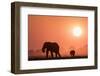 African elephants (Loxodonta africana) at sunset, Chobe National Park, Botswana-Ann and Steve Toon-Framed Photographic Print