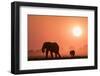 African elephants (Loxodonta africana) at sunset, Chobe National Park, Botswana-Ann and Steve Toon-Framed Photographic Print