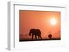 African elephants (Loxodonta africana) at sunset, Chobe National Park, Botswana-Ann and Steve Toon-Framed Photographic Print