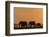 African elephants (Loxodonta africana) at sunset, Chobe National Park, Botswana-Ann and Steve Toon-Framed Photographic Print