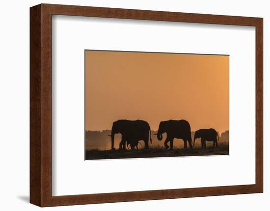 African elephants (Loxodonta africana) at sunset, Chobe National Park, Botswana-Ann and Steve Toon-Framed Photographic Print