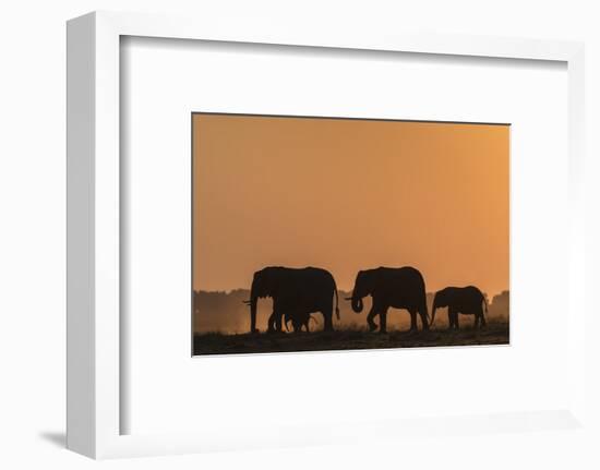 African elephants (Loxodonta africana) at sunset, Chobe National Park, Botswana-Ann and Steve Toon-Framed Photographic Print