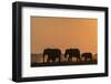 African elephants (Loxodonta africana) at sunset, Chobe National Park, Botswana-Ann and Steve Toon-Framed Photographic Print