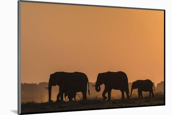 African elephants (Loxodonta africana) at sunset, Chobe National Park, Botswana-Ann and Steve Toon-Mounted Photographic Print