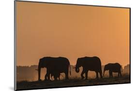 African elephants (Loxodonta africana) at sunset, Chobe National Park, Botswana-Ann and Steve Toon-Mounted Photographic Print