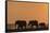 African elephants (Loxodonta africana) at sunset, Chobe National Park, Botswana-Ann and Steve Toon-Framed Stretched Canvas