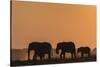 African elephants (Loxodonta africana) at sunset, Chobe National Park, Botswana-Ann and Steve Toon-Stretched Canvas