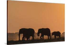 African elephants (Loxodonta africana) at sunset, Chobe National Park, Botswana-Ann and Steve Toon-Stretched Canvas