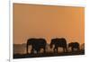 African elephants (Loxodonta africana) at sunset, Chobe National Park, Botswana-Ann and Steve Toon-Framed Photographic Print