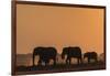 African elephants (Loxodonta africana) at sunset, Chobe National Park, Botswana-Ann and Steve Toon-Framed Photographic Print