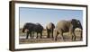 African elephants (Loxodonta africana) at waterhole, Botswana, Africa-Sergio Pitamitz-Framed Premium Photographic Print