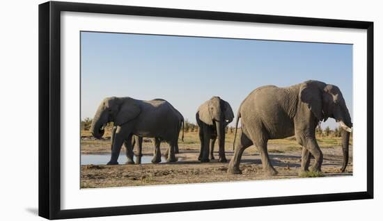 African elephants (Loxodonta africana) at waterhole, Botswana, Africa-Sergio Pitamitz-Framed Premium Photographic Print