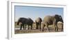 African elephants (Loxodonta africana) at waterhole, Botswana, Africa-Sergio Pitamitz-Framed Premium Photographic Print