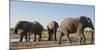 African elephants (Loxodonta africana) at waterhole, Botswana, Africa-Sergio Pitamitz-Mounted Premium Photographic Print