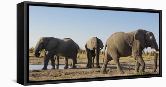 African elephants (Loxodonta africana) at waterhole, Botswana, Africa-Sergio Pitamitz-Framed Stretched Canvas