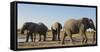 African elephants (Loxodonta africana) at waterhole, Botswana, Africa-Sergio Pitamitz-Framed Stretched Canvas