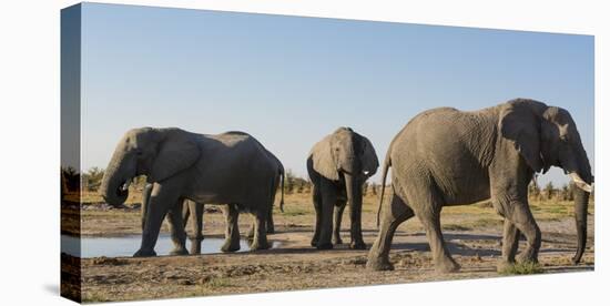 African elephants (Loxodonta africana) at waterhole, Botswana, Africa-Sergio Pitamitz-Stretched Canvas