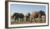 African elephants (Loxodonta africana) at waterhole, Botswana, Africa-Sergio Pitamitz-Framed Photographic Print