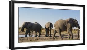 African elephants (Loxodonta africana) at waterhole, Botswana, Africa-Sergio Pitamitz-Framed Photographic Print