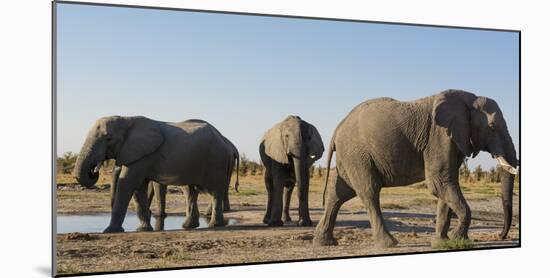 African elephants (Loxodonta africana) at waterhole, Botswana, Africa-Sergio Pitamitz-Mounted Photographic Print