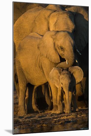 African Elephants (Loxodonta Africana) at Waterhole, Etosha National Park, Namibia-null-Mounted Premium Photographic Print