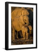 African Elephants (Loxodonta Africana) at Waterhole, Etosha National Park, Namibia-null-Framed Photographic Print