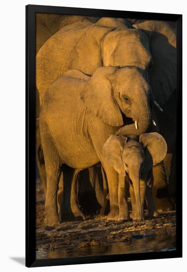 African Elephants (Loxodonta Africana) at Waterhole, Etosha National Park, Namibia-null-Framed Photographic Print