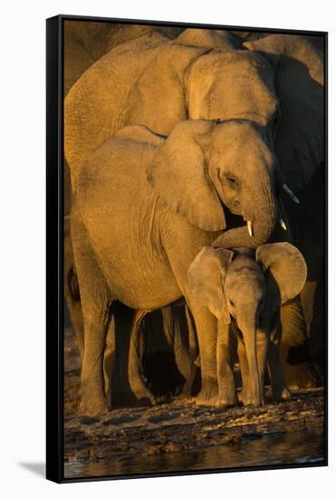 African Elephants (Loxodonta Africana) at Waterhole, Etosha National Park, Namibia-null-Framed Stretched Canvas