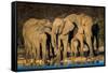 African Elephants (Loxodonta Africana) at Waterhole, Etosha National Park, Namibia-null-Framed Stretched Canvas