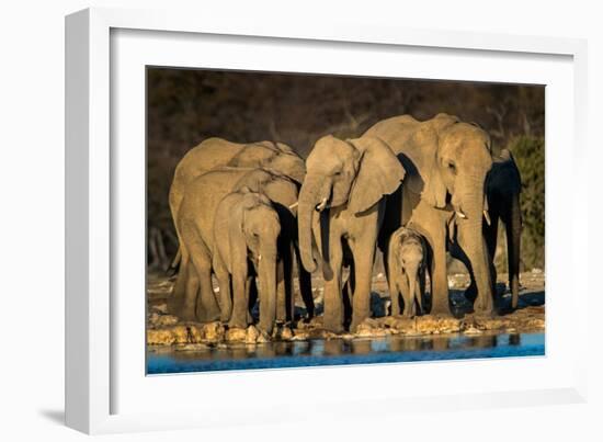 African Elephants (Loxodonta Africana) at Waterhole, Etosha National Park, Namibia-null-Framed Photographic Print