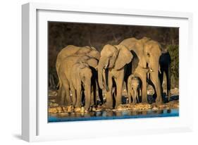 African Elephants (Loxodonta Africana) at Waterhole, Etosha National Park, Namibia-null-Framed Photographic Print