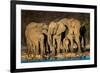 African Elephants (Loxodonta Africana) at Waterhole, Etosha National Park, Namibia-null-Framed Photographic Print