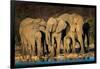 African Elephants (Loxodonta Africana) at Waterhole, Etosha National Park, Namibia-null-Framed Photographic Print