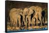 African Elephants (Loxodonta Africana) at Waterhole, Etosha National Park, Namibia-null-Framed Stretched Canvas