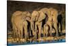 African Elephants (Loxodonta Africana) at Waterhole, Etosha National Park, Namibia-null-Stretched Canvas