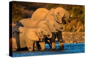 African Elephants (Loxodonta africana) at waterhole, Etosha National Park, Namibia-null-Stretched Canvas