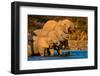 African Elephants (Loxodonta africana) at waterhole, Etosha National Park, Namibia-null-Framed Photographic Print