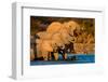 African Elephants (Loxodonta africana) at waterhole, Etosha National Park, Namibia-null-Framed Photographic Print