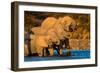 African Elephants (Loxodonta africana) at waterhole, Etosha National Park, Namibia-null-Framed Photographic Print