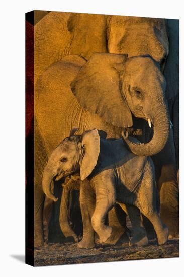 African Elephants (Loxodonta africana) at waterhole, Etosha National Park, Namibia-null-Stretched Canvas