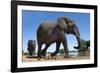 African Elephants (Loxodonta Africana) at Waterhole, Madikwe Game Reserve, North West Province-Ann and Steve Toon-Framed Photographic Print