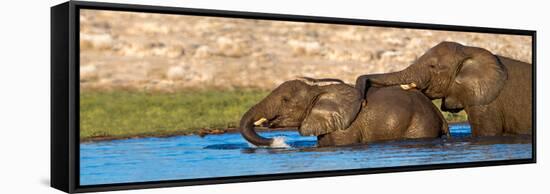 African Elephants (Loxodonta Africana) Bathing at Waterhole, Etosha National Park, Namibia-null-Framed Stretched Canvas