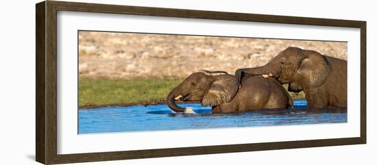 African Elephants (Loxodonta Africana) Bathing at Waterhole, Etosha National Park, Namibia-null-Framed Premium Photographic Print