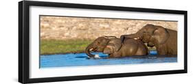 African Elephants (Loxodonta Africana) Bathing at Waterhole, Etosha National Park, Namibia-null-Framed Premium Photographic Print