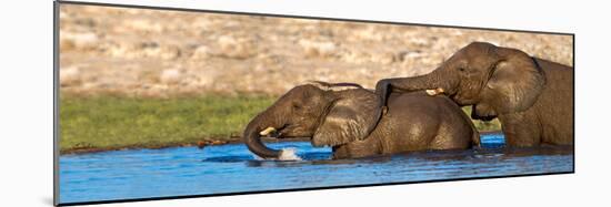 African Elephants (Loxodonta Africana) Bathing at Waterhole, Etosha National Park, Namibia-null-Mounted Photographic Print