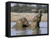 African Elephants, Loxodonta Africana, Bathing, Etosha National Park, Namibia, Africa-Ann & Steve Toon-Framed Stretched Canvas