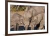 African Elephants (Loxodonta Africana), Chobe National Park, Botswana, Africa-Sergio Pitamitz-Framed Photographic Print