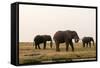African Elephants (Loxodonta Africana), Chobe National Park, Botswana, Africa-Sergio Pitamitz-Framed Stretched Canvas
