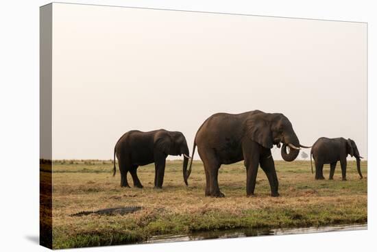 African Elephants (Loxodonta Africana), Chobe National Park, Botswana, Africa-Sergio Pitamitz-Stretched Canvas